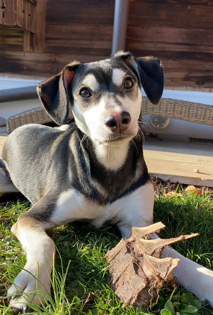 Aris, le chien de l’hôtel, couché dans l’herbe