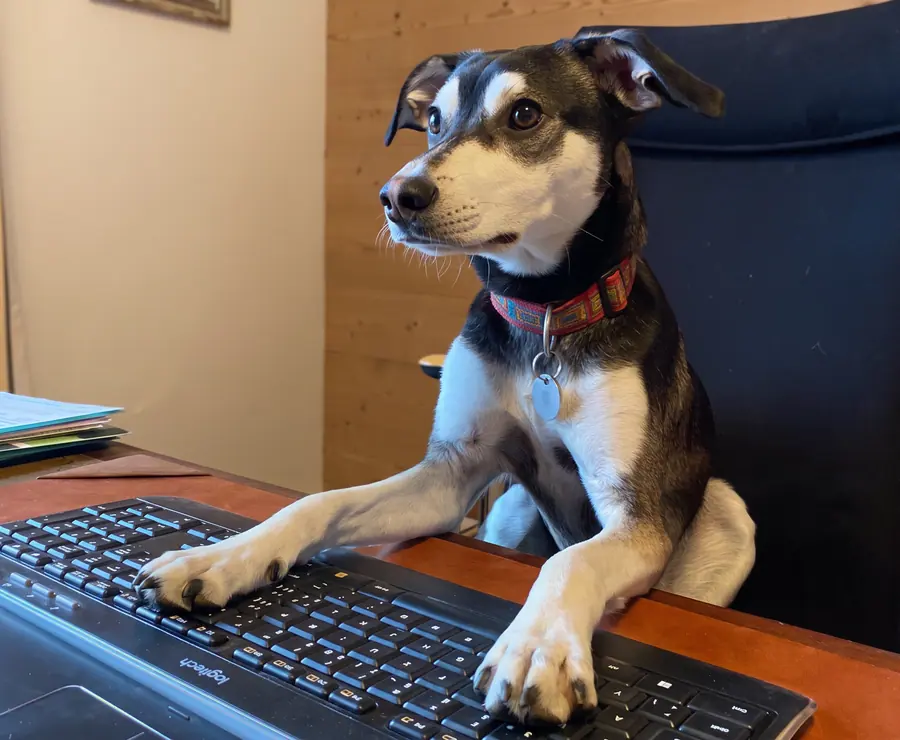 Aris, der Hotelhund, mit den Pfoten auf der Tastatur am Empfang