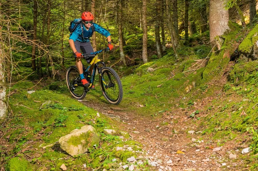 Mountainbiker auf einem Waldweg